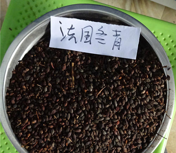 法国冬青种子 法国冬青种子