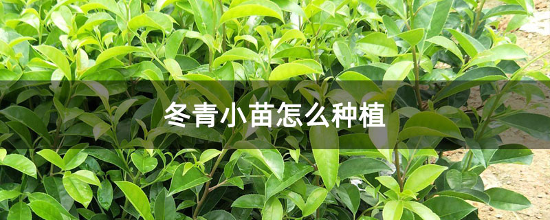 冬青小苗怎么种植 冬青小苗怎么种植