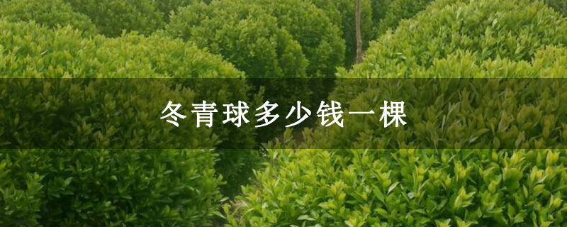 冬青球多少钱一棵 冬青球多少钱一棵