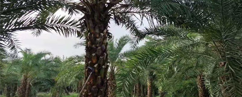 10米中东海枣价格多少钱一棵 10米中东海枣价格多少钱一棵