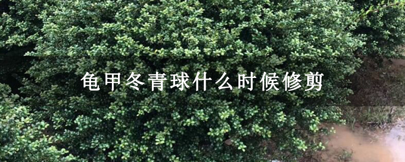 龟甲冬青球什么时候修剪 龟甲冬青球什么时候修剪