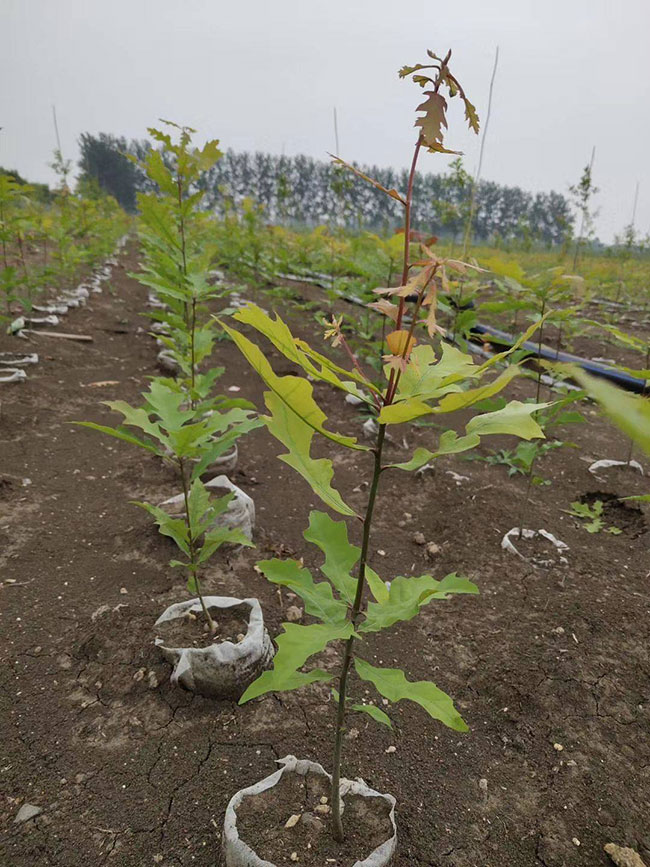 娜塔栎种植后几天发芽?娜塔栎移栽技术