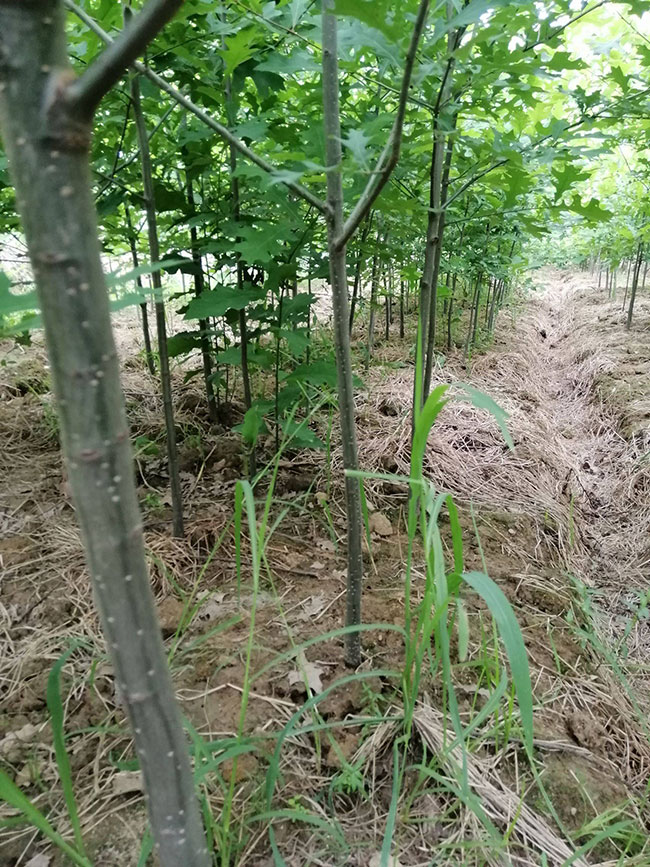 娜塔栎种植后几天发芽?娜塔栎移栽技术