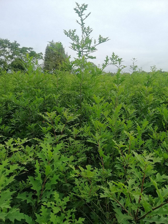 娜塔栎小苗如何种植?娜塔栎种植技术 娜塔栎小苗如何种植?娜塔栎种植技术