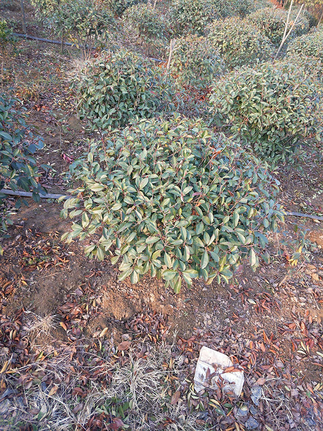 红叶石楠球如何种植?红叶石楠球种植技术及注意事项 红叶石楠球如何种植?红叶石楠球种植技术及注意事项