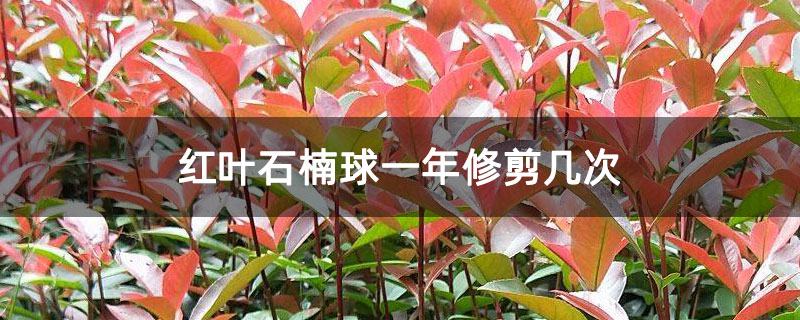 红叶石楠球一年修剪几次 红叶石楠球一年修剪几次