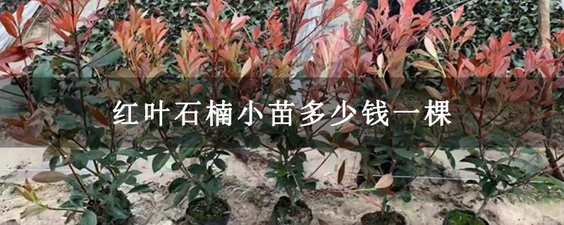 红叶石楠小苗多少钱一棵