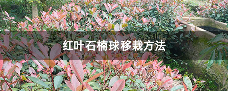 红叶石楠球移栽方法 红叶石楠球移栽方法