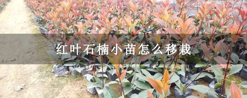 红叶石楠小苗怎么移栽 红叶石楠小苗怎么移栽