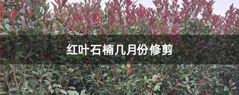 红叶石楠几月份修剪 红叶石楠几月份修剪
