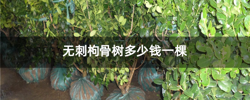 无刺枸骨树多少钱一棵 无刺枸骨树多少钱一棵