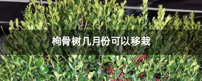 枸骨树几月份可以移栽 枸骨树几月份可以移栽