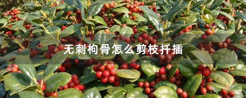 无刺枸骨怎么剪枝扦插 无刺枸骨怎么剪枝扦插