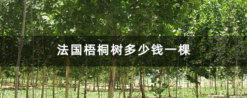 法国梧桐树多少钱一棵 法国梧桐树多少钱一棵