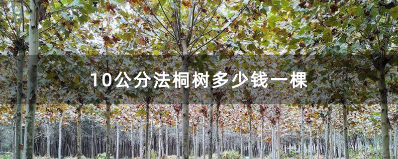 米径10公分的法桐树 米径10公分的法桐树