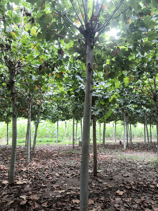法桐树如何栽种?速生法桐的移栽方法 法桐树如何栽种?速生法桐的移栽方法