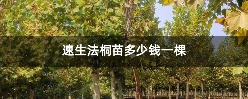 速生法桐苗多少钱一棵 速生法桐苗多少钱一棵