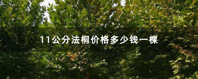 米径11公分的法桐树