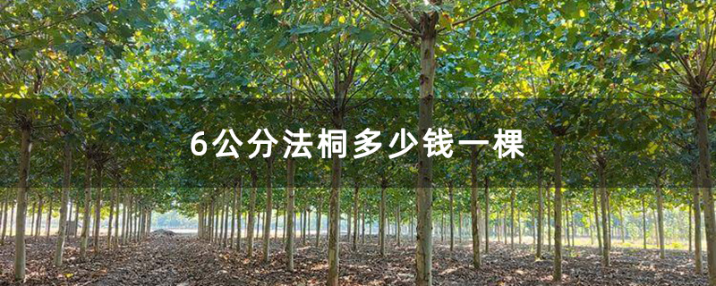 米径6公分的法桐树 米径6公分的法桐树