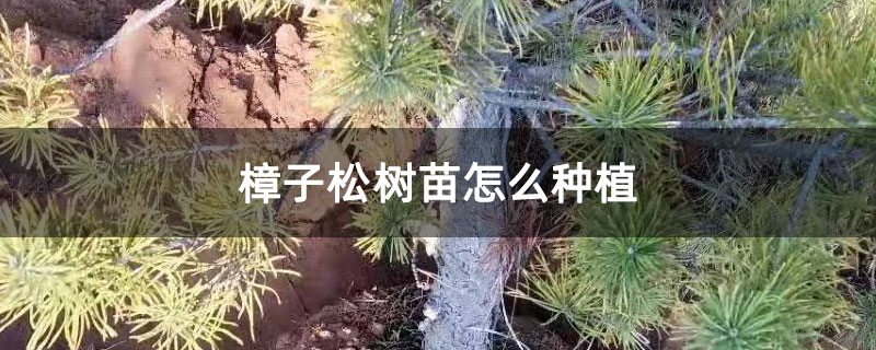 樟子松树苗怎么种植 樟子松树苗怎么种植