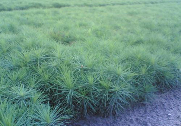 樟子松5.jpg