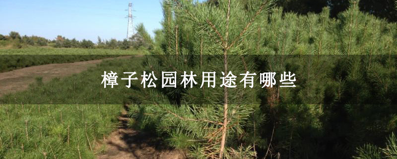 樟子松园林用途有哪些 樟子松园林用途有哪些