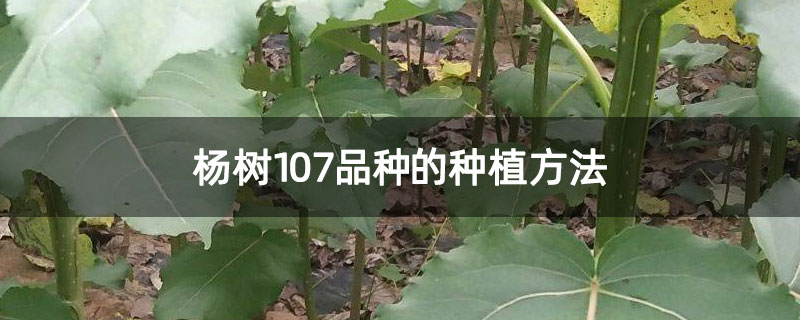 杨树107品种的种植方法