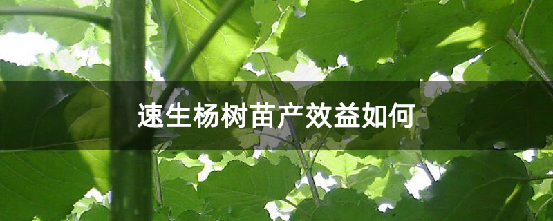速生杨树苗产效益如何 速生杨树苗产效益如何
