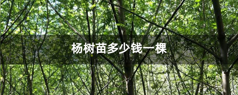 杨树苗多少钱一棵 杨树苗多少钱一棵