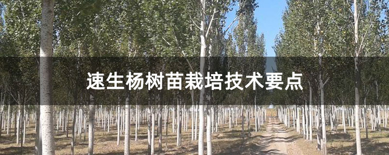 1614044667628120.jpg 速生杨树苗栽培技术要点.jpg