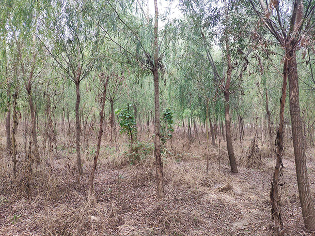 垂柳有种植价值吗?垂柳种植前景怎么样? 垂柳有种植价值吗?垂柳种植前景怎么样?