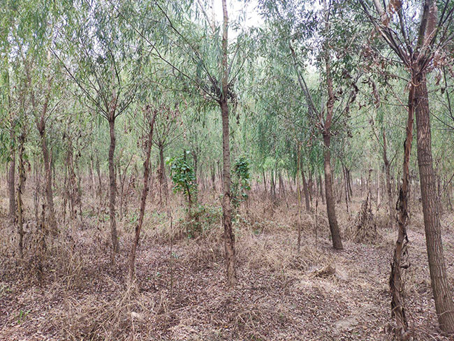 垂柳有种植价值吗?垂柳种植前景怎么样?