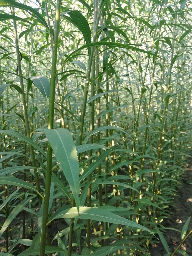 垂柳有种植价值吗?垂柳种植前景怎么样?