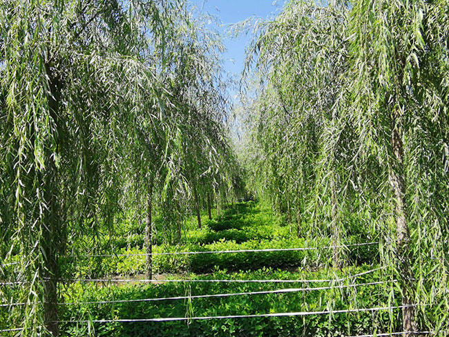 垂柳有种植价值吗?垂柳种植前景怎么样?