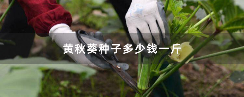采摘秋葵 采摘秋葵