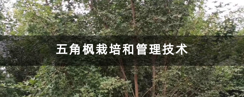 五角枫栽培和管理技术
