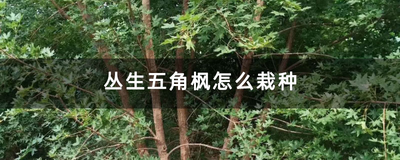 丛生五角枫怎么栽种 丛生五角枫怎么栽种