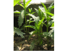 天麻籽多少钱一斤
