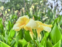 美人蕉花籽多少钱一斤