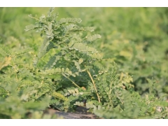 黄芪种籽多少钱1斤
