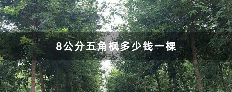 8公分五角枫 8公分五角枫