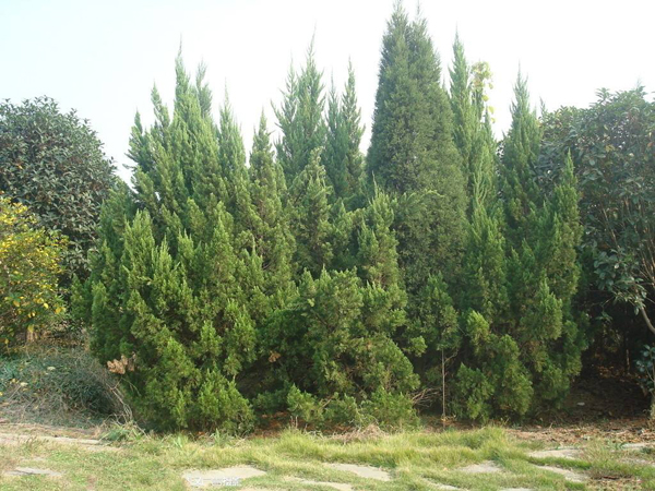 柏树 柏树