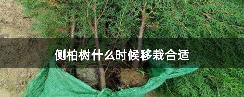 侧柏树什么时候移栽合适 侧柏树什么时候移栽合适