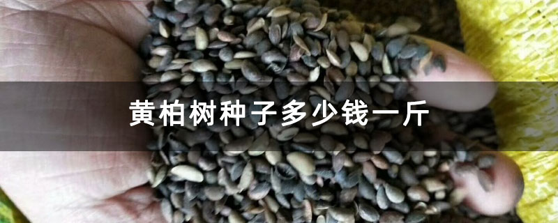 黄柏树种子多少钱一斤 黄柏树种子多少钱一斤