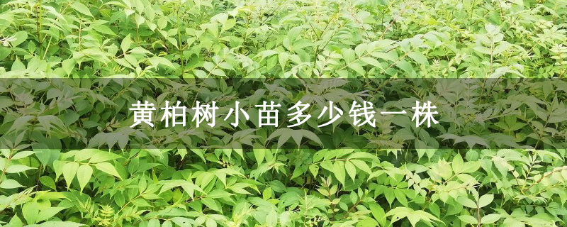 黄柏树小苗多少钱一株 黄柏树小苗多少钱一株