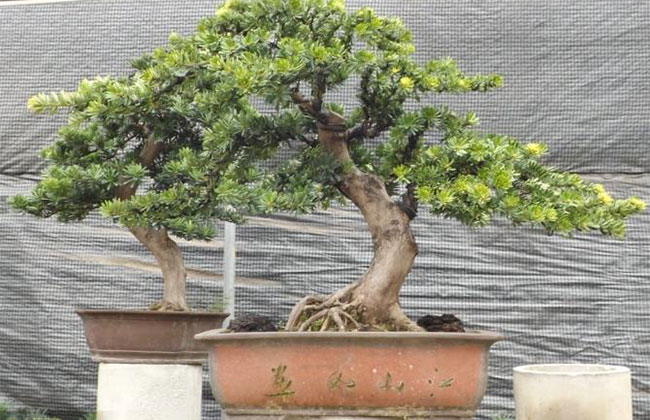 1606190681451469.jpg 松树盆景怎么浇水?盆栽松柏树养护方法