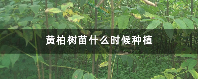 黄柏树苗什么时候种植 黄柏树苗什么时候种植