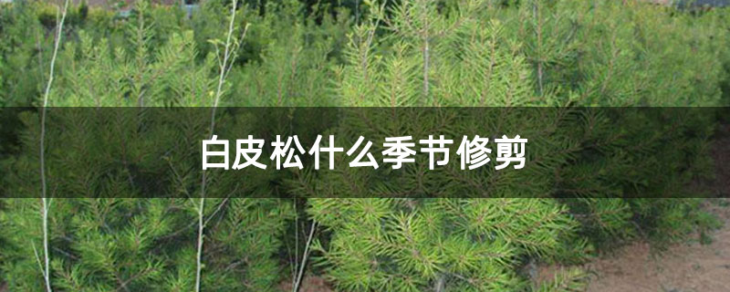 白皮松什么季节修剪 白皮松什么季节修剪