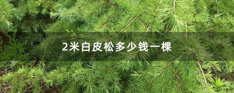 2米白皮松