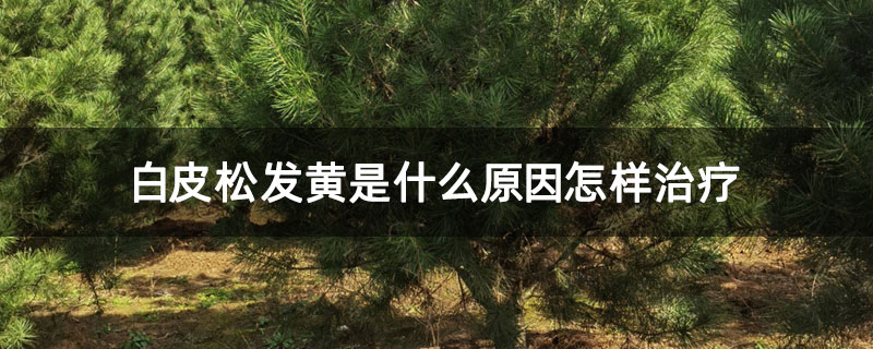 白皮松发黄是什么原因怎样治疗 白皮松发黄是什么原因怎样治疗